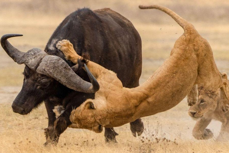 Arusha: Safari de 3 días en el Serengeti durante la temporada de cría con vuelos incluidos.Arusha: Safari de 3 días en la temporada de cría en el Serengeti con vuelos incluidos