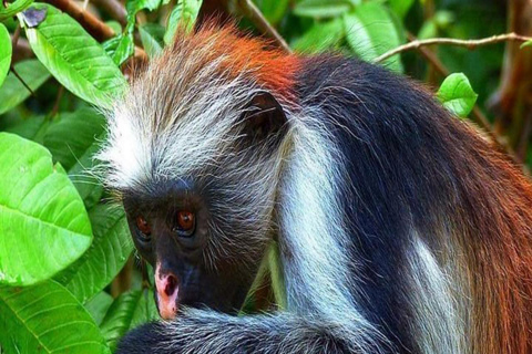 ZANZIBAR: Stone Town and Jozani Forest tour Tour without Hotel pickup and drop off