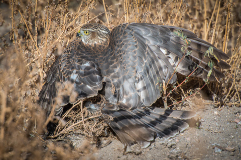 Denver: Rocky Mountain National Park Wildlife Tour Half-Day Tour