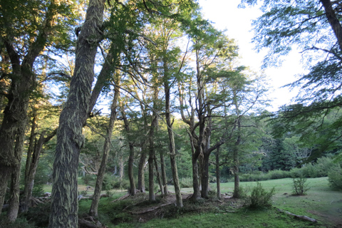 San Martin de los Andes Sightseeing Tour: Mallin Grande