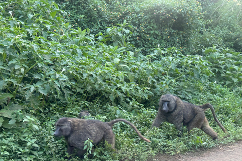 Park Narodowy Borana: wycieczka z obserwacją dzikiej przyrody i ptakówPark Narodowy Borana: obserwacja dzikiej przyrody i ptaków