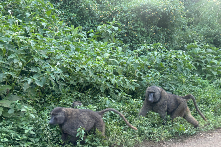 Addis Ababa: 9-Day Coffee Plantation Tour with Lodging