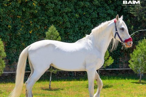 巴库骑马体验：邂逅世界名驹标准套餐