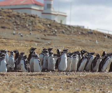 Para Cruzeiros: Ilha Magdalena (Pinguins)