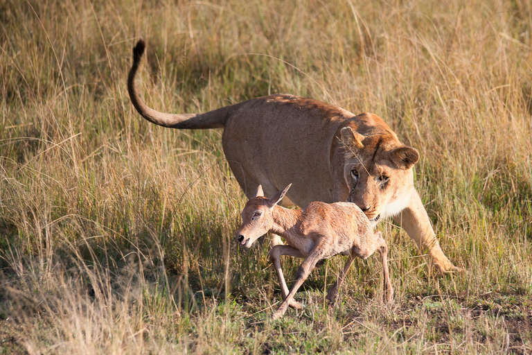 Tansania: 5-tägige private Mittelklasse-Safari mit Unterkunft