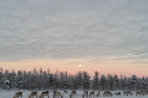 Rovaniemi: Visita privada a una granja de renos y experiencia cultural