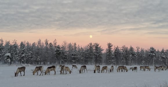 Rovaniemi: Reindeer Farm Visit, Walk-Along and Local Culture