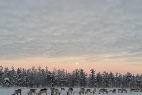 Rovaniemi: visita alla fattoria delle renne ed esperienza culturale