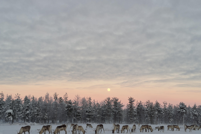 Rovaniemi: visita alla fattoria delle renne ed esperienza culturale