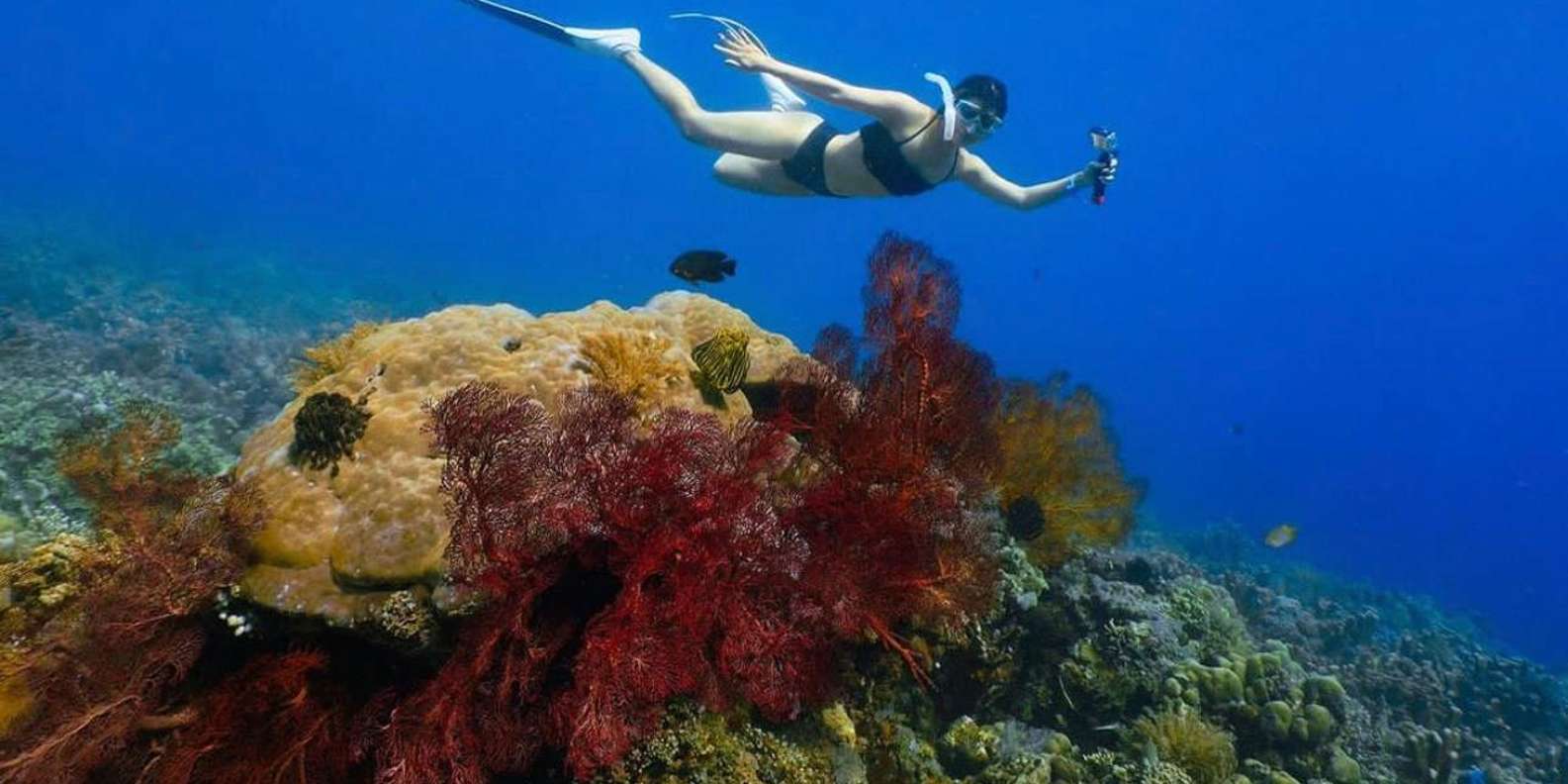 Bali snorkeling tour — underwater marine life and coral reefs — image 4