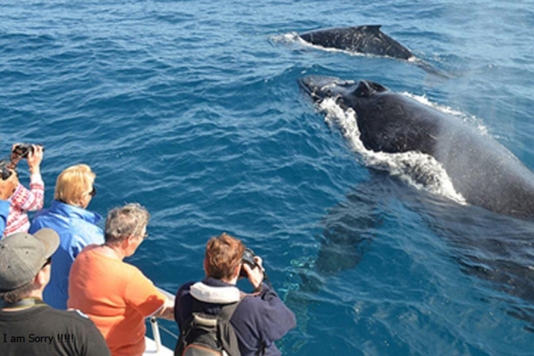 Z Mirissa/Weligama: Przygody z obserwacją wielorybów i delfinówZ Weligama: Przygody z wielorybami i delfinami