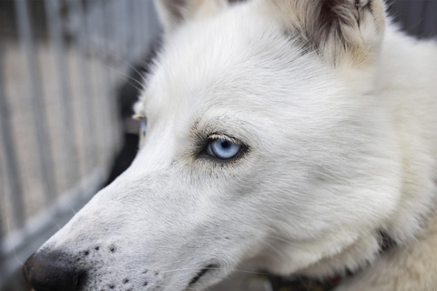 Rovaniemi: Your First Husky Sled Ride & Husky Farm Visit ⭐ 500m Husky Ride | Standard