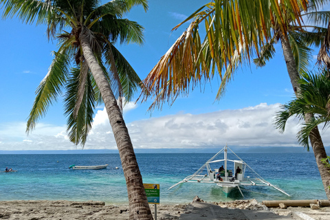 Cebu: Oslob valhajar, Moalboal sardinkörning och havssköldpaddorCebu: Valhajar i Oslob, sardinfiske i Moalboal och havssköldpaddor