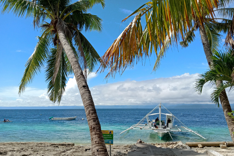 Cebu: Oslob Whale Shark and Moalboal Sardine Run, Sea Turtle Oslob Whale Shark and Sardine Run, Sea Turtle in Moalboal