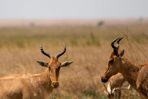 5-Day Mid-Range Lodge Safari