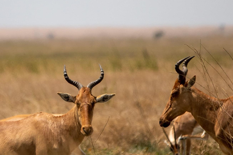 5-Day Mid-Range Lodge Safari