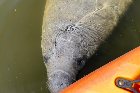 Bradenton: Anna Maria Island Guided Kayaking Manatee Tour