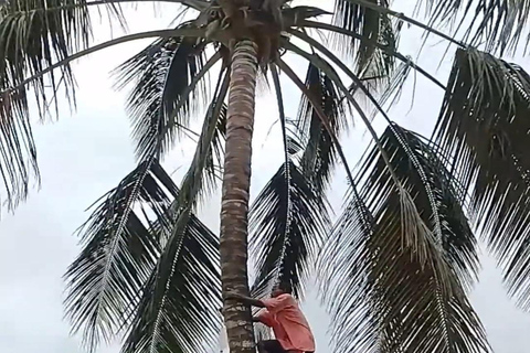 Mombasa City Highlights & Mijikenda Village Cultural Tour