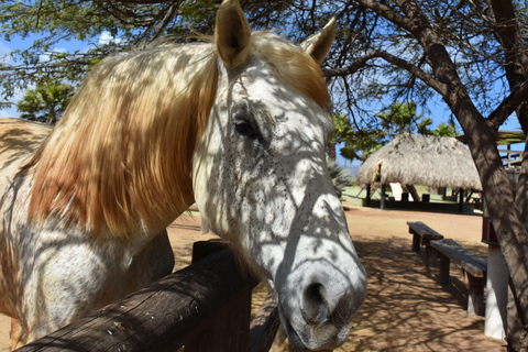 Martinique: Horseback Ride to Grand Macabou, Chapel, & Beach