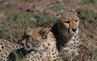 Self drive Aquila Safari Game Reserve Sunset Game Drive - Hizvo