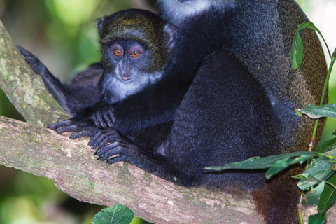 ZANZIBAR: tour della fattoria delle spezie, foresta di Jozani e ristorante RockTour privato, nessun trasferimento incluso