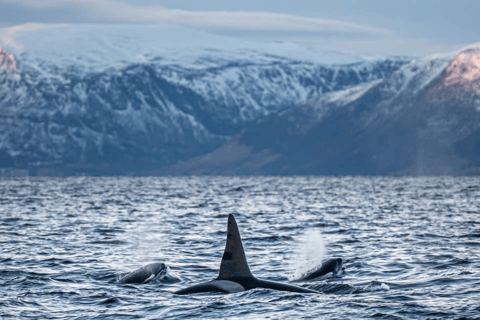 Tromsø: Responsible Whale Watching Cruise Aboard MS Alba