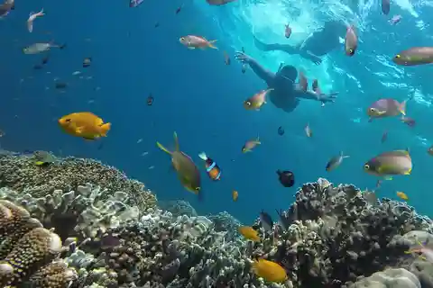 Da cidade de Cebu: Moalboal Pescador Snorkeling Tour + Almoço