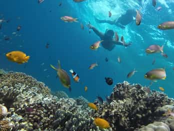 Von Cebu City aus: Moalboal Pescador Schnorcheltour + Mittagessen