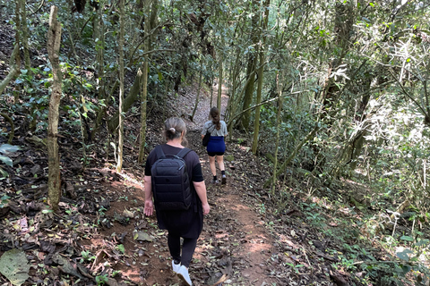 San Paolo: Escursione nella foresta atlantica con un biologoSan Paolo: Escursione di un giorno nella foresta atlantica con un biologo