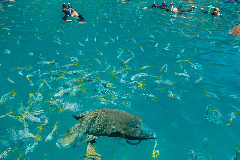 Tour di rafting nell&#039;oceano delle Whitsundays: Snorkeling, passeggiata e WhitehavenSouth Whitehaven - più tempo nella spiaggia di Whitehaven