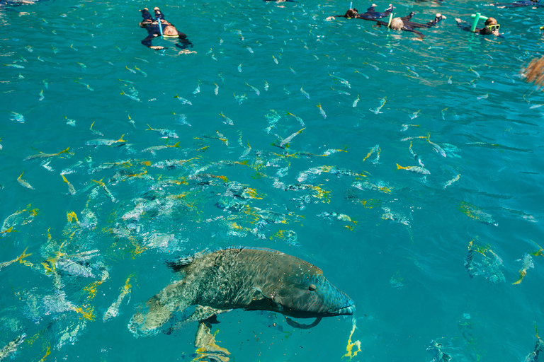 Tour di rafting nell&#039;oceano delle Whitsundays: Snorkeling, passeggiata e WhitehavenSouth Whitehaven - più tempo nella spiaggia di Whitehaven