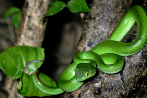 Khao Sok: Private Night Safari Adventure w/ Hotel Transfer