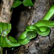 Khao Sok: Private Night Safari Adventure w/ Hotel Transfer