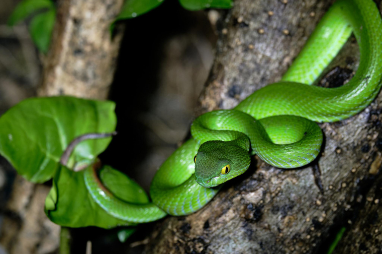 Khao Sok: Día de senderismo privado, cena en la selva y safari nocturno