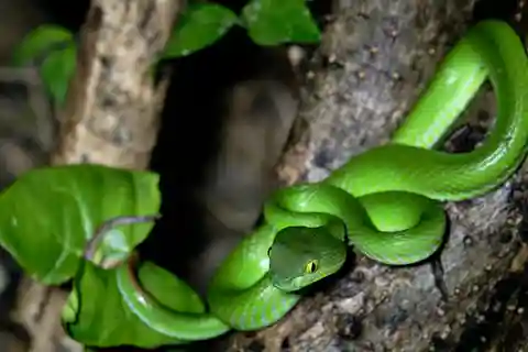 Khao Sok: Avventura privata di safari notturno con trasferimento in hotel