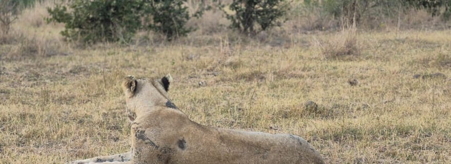Maputo : excursion d'une journée au parc national Kruger