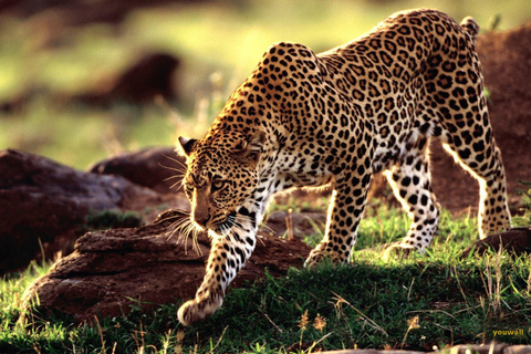 Safari Faune et Culture (Tarangire, Ngorongoro et Materuni)