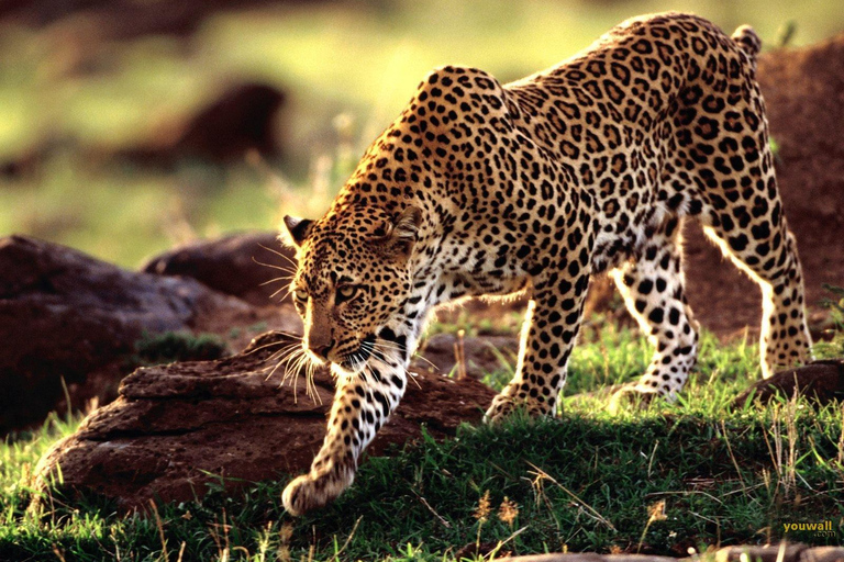 Safari Faune et Culture (Tarangire, Ngorongoro et Materuni)