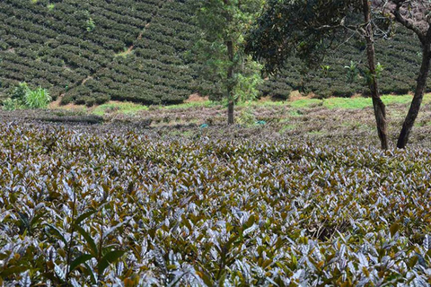 Nairobi: Purple tea farm.