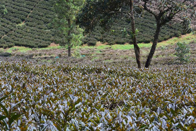 Nairobi: Fattoria del tè viola.Nairobi: fattoria del tè viola.