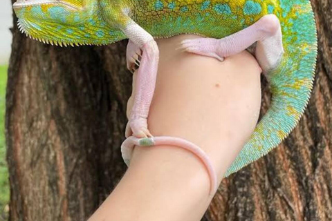 Zanzibar: Jozani-apen, vlindertuin en reptielenpark