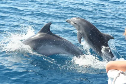 TAORMINA: DOLPHIN TOUR A TAORMINA CON APERITIVO AL TRAMONTO