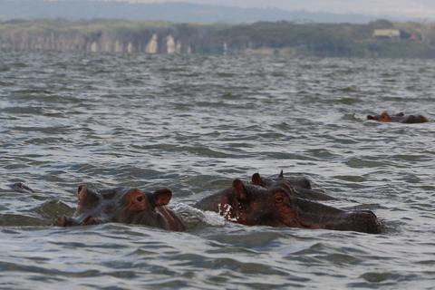 Day Tour To Lake Naivasha and Hell's Gate National Park