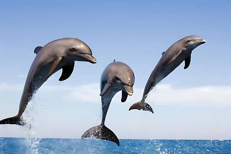 Hurghada: Bootstour zur Delfinbeobachtung mit Schnorcheln und Mittagessen. Foto: GetYourGuide