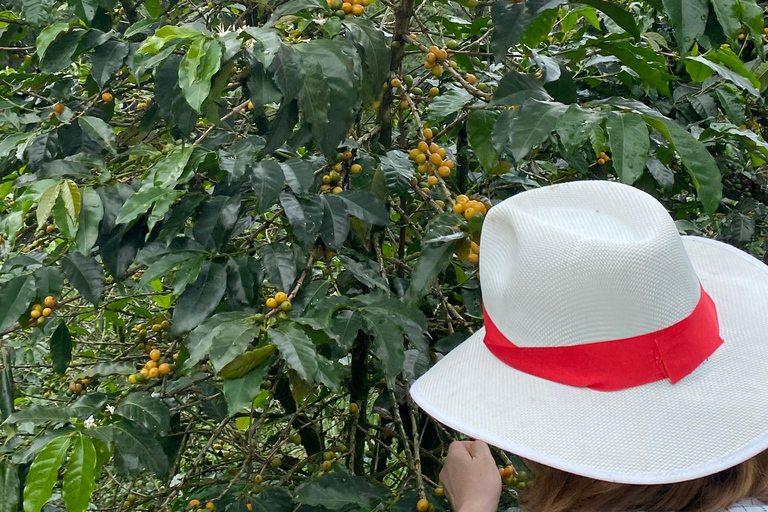 From Medellín: Half Day Private Coffee Tour
