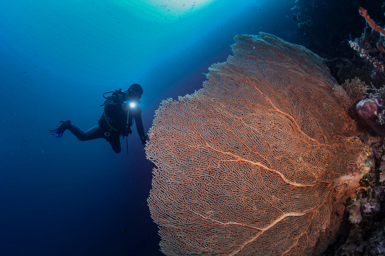 Menjangan Island: Fun Diving Experience