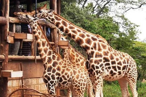 Nairobi: Nationaal Park, Olifantenweeshuis &amp; Giraffencentrum