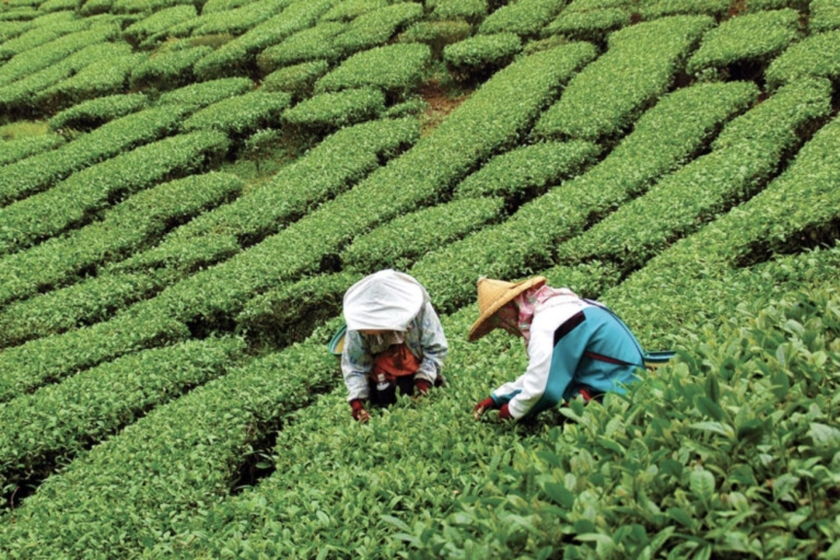 Yangshuo: Plantacja herbaty i półdniowa wycieczka na wzgórze Xianggong