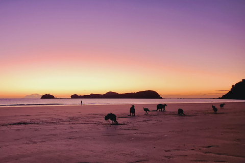 Lever de soleil avec les Kangourous et les Wallabies - Airlie Beach