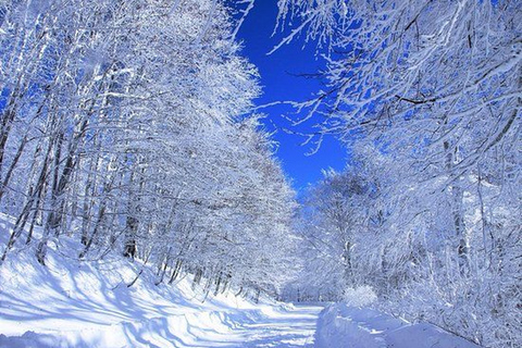 From Tbilisi: Sabaduri Forest, Chronicles & Bear Zoo